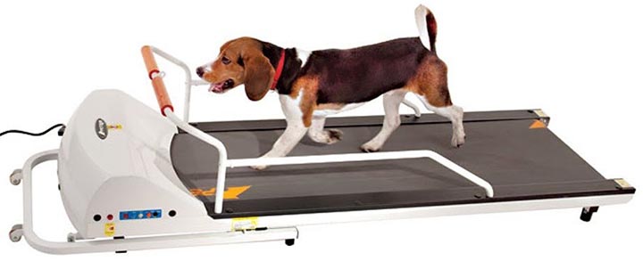 GoPet PR72OF SmallMedium Treadmill