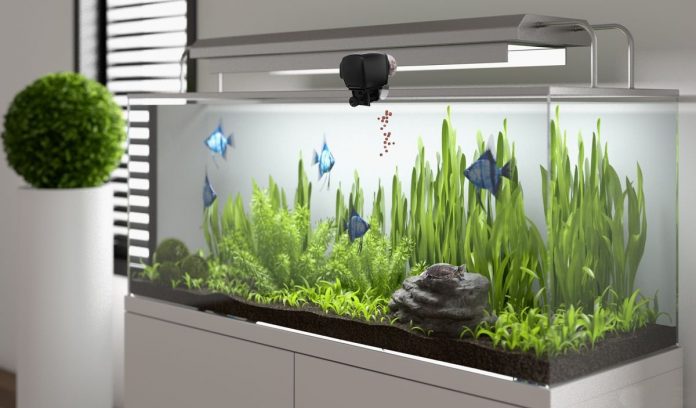 best automatic fish feeder for betta best automatic fish feeder for betta