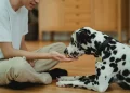 Do joint supplements for dogs work?