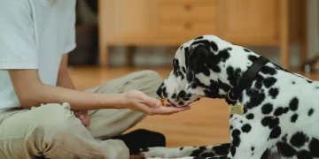 Do joint supplements for dogs work?