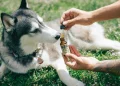CBD oil for dog With Allergies