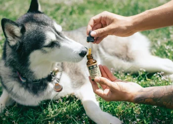 CBD oil for dog With Allergies
