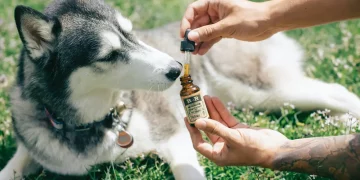 CBD oil for dog With Allergies